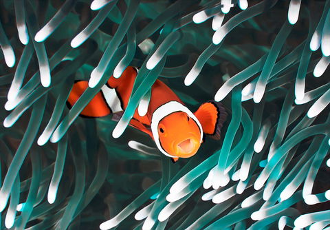 Great Barrier Reef Masters Games - Sydney Tourism 1