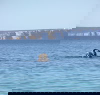 Jervis Bay's Sydney to Hobart Experience - Sydney Tourism