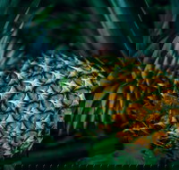 Yeppoon Community Market - Sydney Tourism