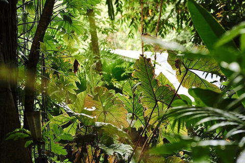 Daintree Ecolodge - Sydney Tourism 4