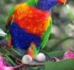 Cottage by the Bay - Sydney Tourism