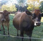 Drumreagh Bed  Breakfast Cabins - Sydney Tourism
