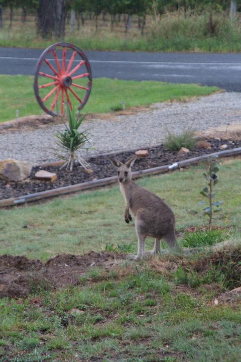 Namar Yurt - Sydney Tourism 1