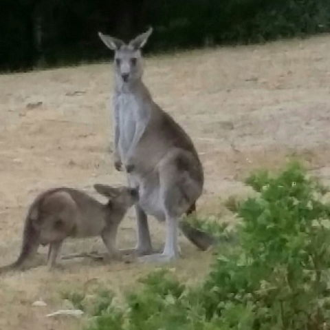 Jarrah Lodge - Sydney Tourism 0