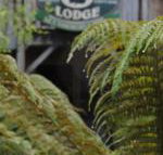 The Wombat Cottage - Sydney Tourism