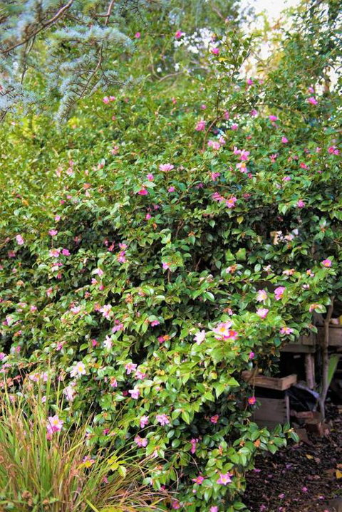 Adelaide Hills Camellia Cottage WiFi - Sydney Tourism 3