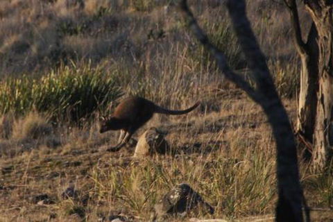 The Great House Bnb - Sydney Tourism 3