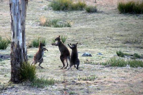 The Great House Bnb - Sydney Tourism 2