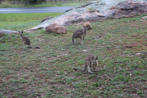 Zuny Yurt - Sydney Tourism 3