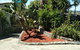 Coolangatta Gold - thumb 4