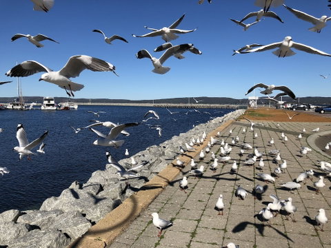Albany Foreshore Guest House - Sydney Tourism 4