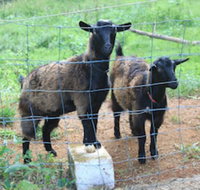 Alstonville Country Cottages - Sydney Tourism