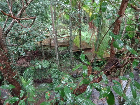 Treetops Accommodation Montville - Sydney Tourism 5