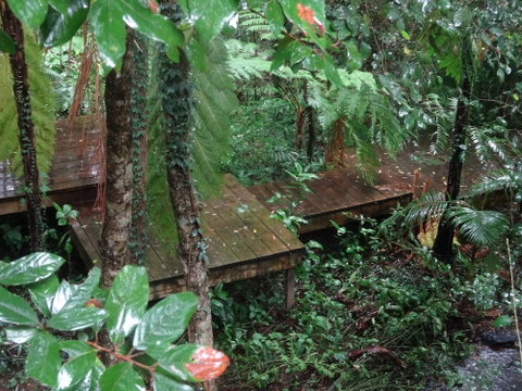Treetops Accommodation Montville - Sydney Tourism 1