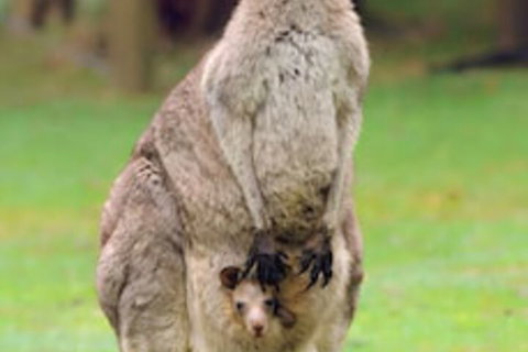 Halls Gap Lakeside Tourist Park - Sydney Tourism 1