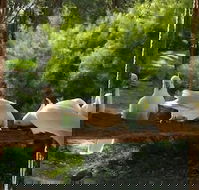 The Burrow At Wombat Bend