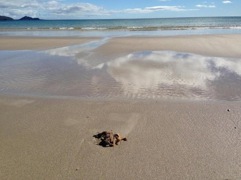 Sisters Beach House - Sydney Tourism 6