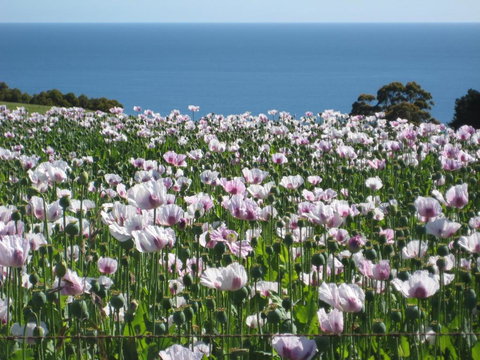 Sisters Beach House - Sydney Tourism 3