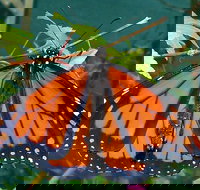 Skydancers Garden Gift  Cafe