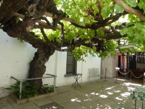 The Vine - Sydney Tourism 0