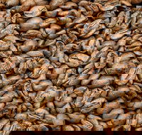 Coffee Guru Ulladulla - Sydney Tourism