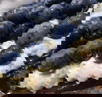 Uptown Patisserie - Sydney Tourism