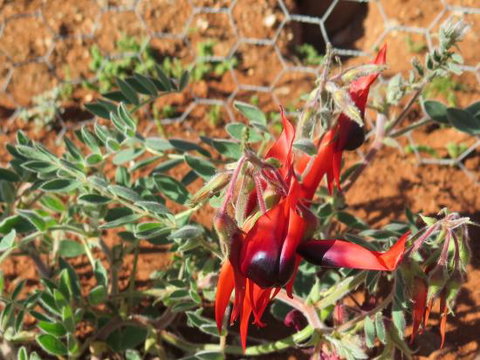 Thom, Dick & Harry's - Sydney Tourism 0