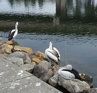 Saltwater Seafoods - Sydney Tourism