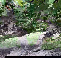 Nick Haselgrove Wines