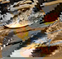 Perso - Sydney Tourism