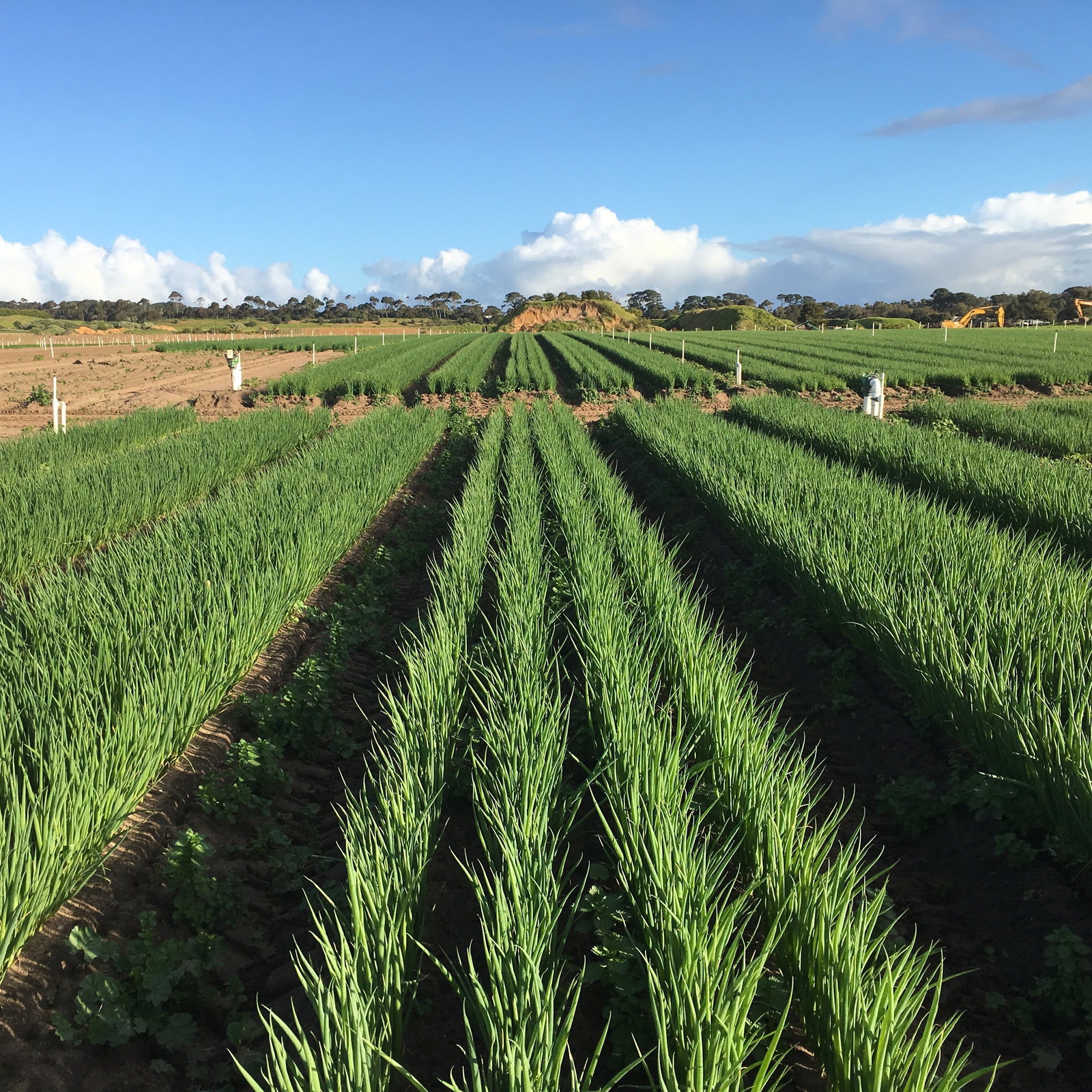 Boneo VIC Sydney Tourism