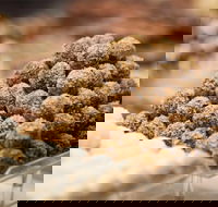 Mayfield Chocolates - Spring Hill - Sydney Tourism