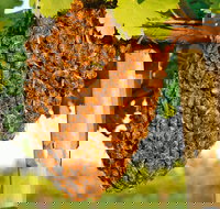 Whistling Kite Biodynamic Wines - Sydney Tourism