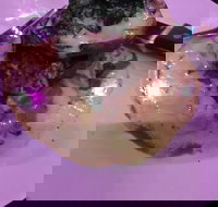 Kokonut Willy's Bar and Grill - Sydney Tourism