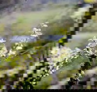 Barrgowan Vineyard - Sydney Tourism