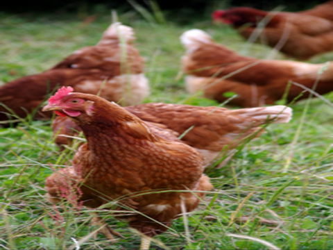 Holbrook Paddock Eggs - Sydney Tourism 0