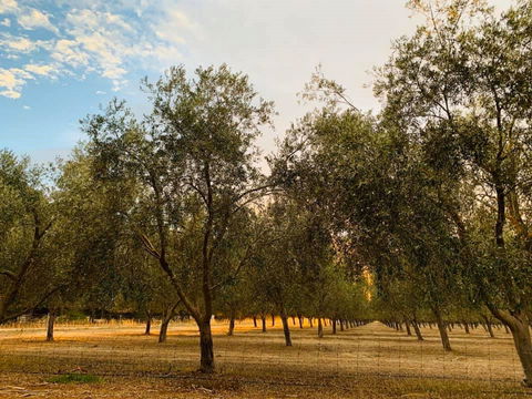 Talinga Grove - Sydney Tourism 1