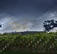Dalrymple Vineyards - Sydney Tourism