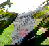 Every Man and His Dog Vineyard - Sydney Tourism