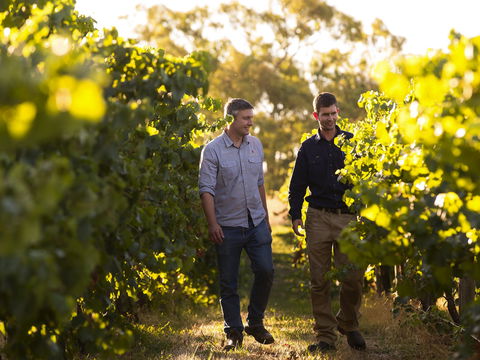 Patrick Of Coonawarra - Sydney Tourism 1