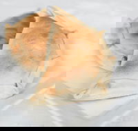 Latin Foods and Wines - Sydney Tourism