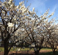 Allambie Orchard and Cafe