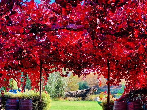 Gomersal Wines - Sydney Tourism 1