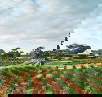 Vasse Felix Winery - Sydney Tourism