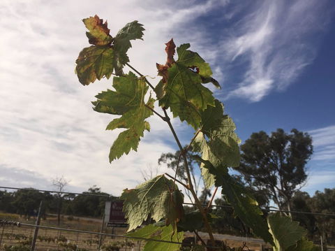 Banca Ridge Cellar Door And Vineyard - Sydney Tourism 0