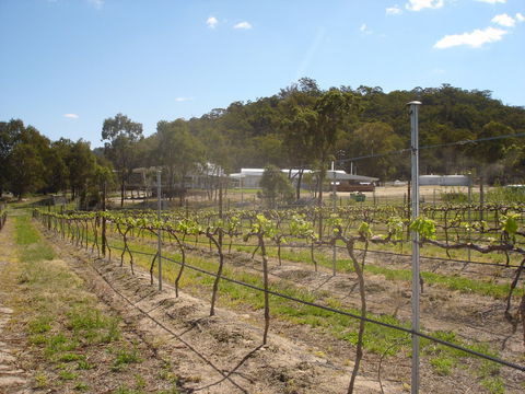 Banca Ridge Cellar Door And Vineyard - Sydney Tourism 2
