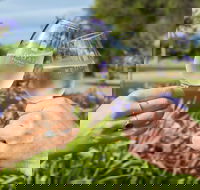 Redgate Wines - Sydney Tourism