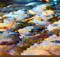 The Grumpy Baker - Castle Cove - Sydney Tourism