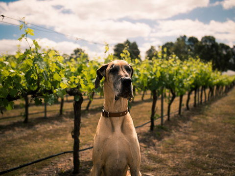 Oakvale Wines - Sydney Tourism 2