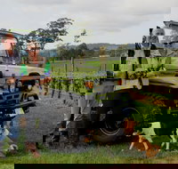 Brook Eden Vineyard - Sydney Tourism